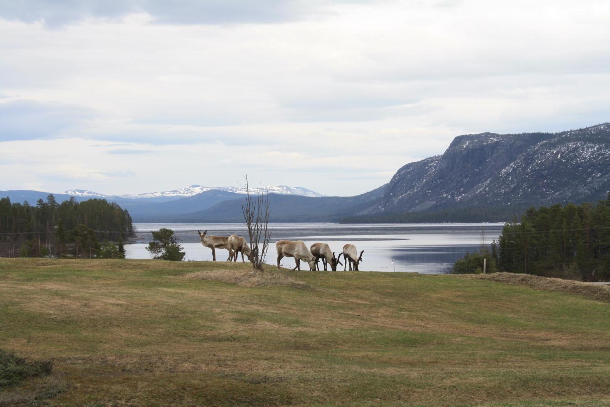 Arrenjarka Mountain Lodge Kvikkjokk Екстериор снимка